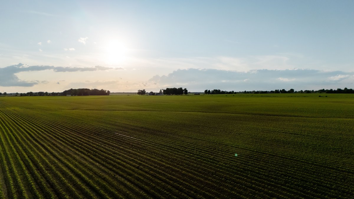 Campo verde de plantacao sob ceu ao amanhecer